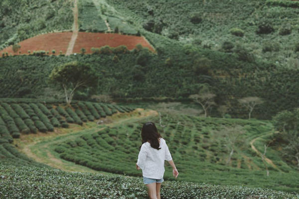 Đồi chè cầu Đất Đà Lạt 02 Đồi chè cầu Đất Đà Lạt 02