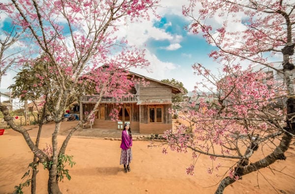 Đà Lạt đẹp bốn mùa hoa 7