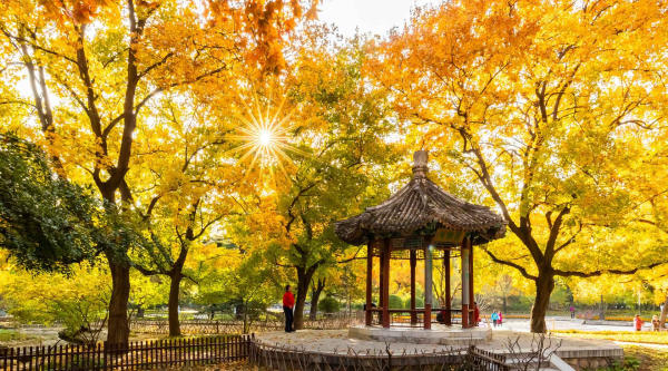 Bắc Kinh khi nào lá vàng