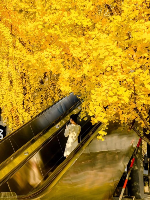 mùa thu ở Hàng Châu