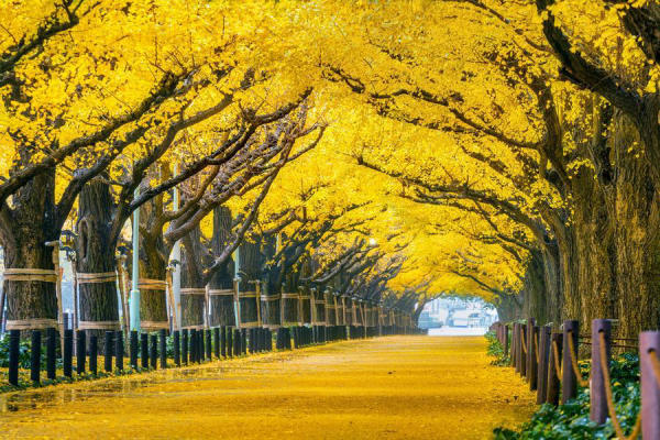 Những điểm ngắm lá tuyệt đẹp mùa lá đỏ Tokyo, Nhật Bản 01 Những điểm ngắm lá tuyệt đẹp mùa lá đỏ Tokyo, Nhật Bản 01