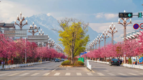 đại lộ hoa anh đào Lệ Giang