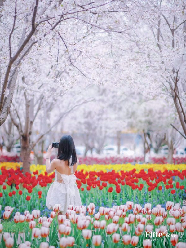 Nên đi Thượng Hải mùa nào