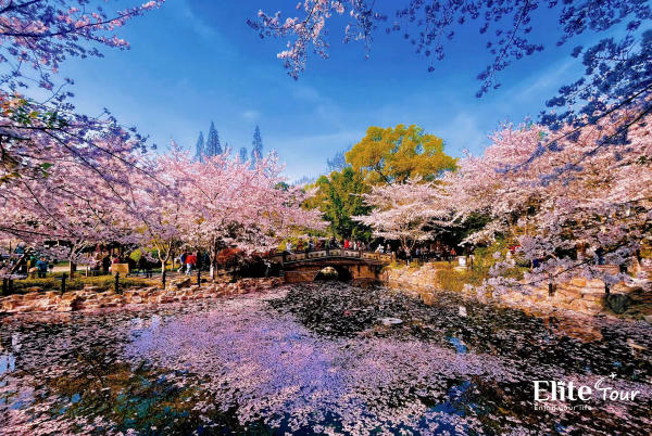 Đi tour Thượng Hải mùa xuân đi chơi ở đâu? Đi tour Thượng Hải mùa xuân đi chơi ở đâu?