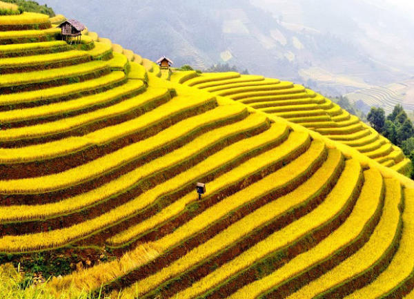 Du lịch Hà Giang mùa lúa chín Du lịch Hà Giang mùa lúa chín