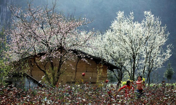 Du lịch Hà Giang vào mùa hoa đào, hoa lê, hoa mận Du lịch Hà Giang vào mùa hoa đào, hoa lê, hoa mận