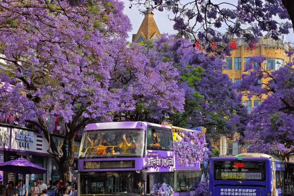 Phượng tím Côn Minh