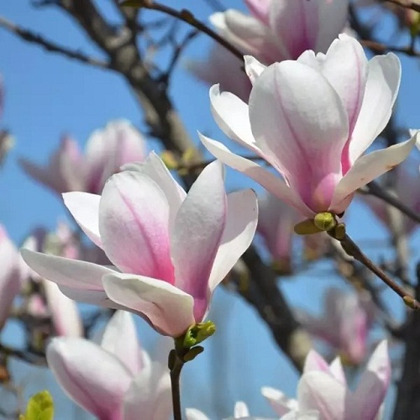 hoa mộc lan Thượng Hải