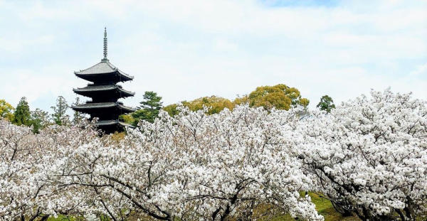 Địa điểm du lịch đẹp ở Kyoto 13 Địa điểm du lịch đẹp ở Kyoto 13