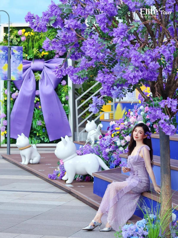 Hoa phượng tím Côn Minh đẹp nhất tháng mấy