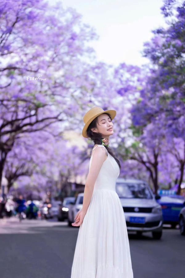 Côn Minh mùa hoa phượng tím Côn Minh mùa hoa phượng tím