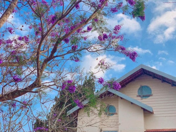 Đà Lạt đẹp bốn mùa hoa 7