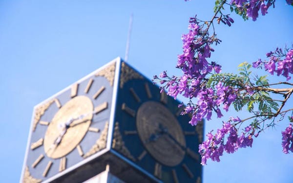 Đà Lạt đẹp bốn mùa hoa 9