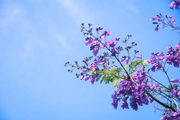 Đà Lạt đẹp bốn mùa hoa 10