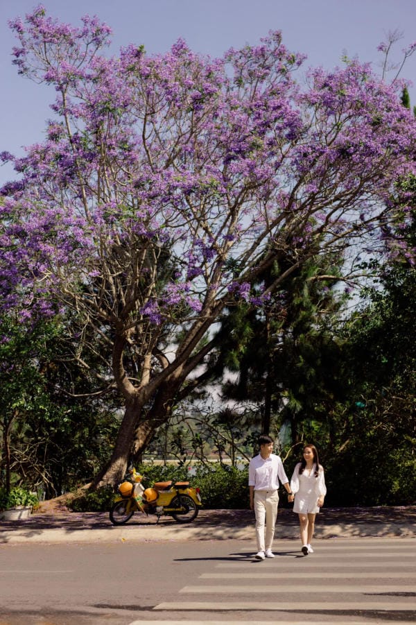 Đà Lạt đẹp bốn mùa hoa 9