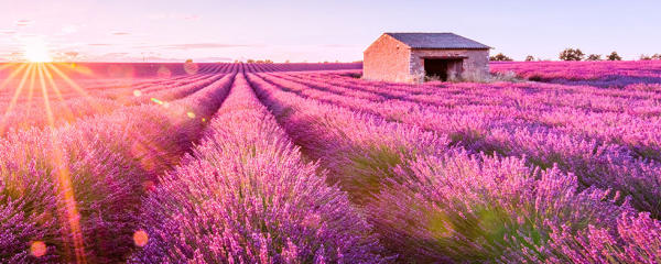 Cánh đồng oải hương ở Provence, Pháp Cánh đồng oải hương ở Provence, Pháp