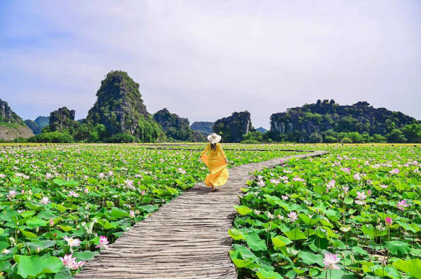 Hang múa Ninh Bình mùa sen Hang múa Ninh Bình mùa sen