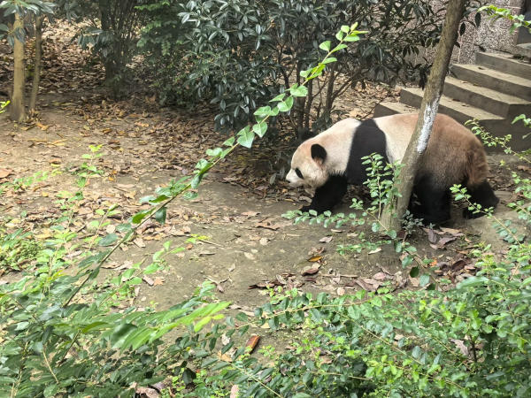 Vườn thú Thành Đô 1