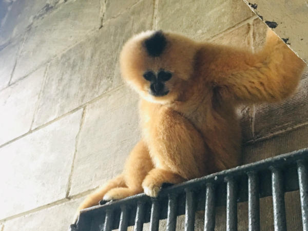 Khu linh trưởng sở thú Trùng Khánh