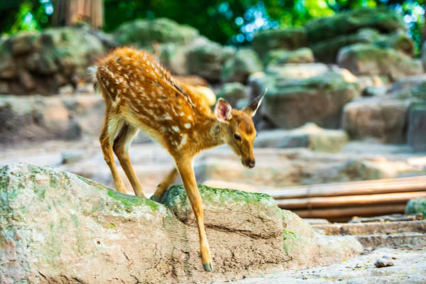 Khu động vật ăn cỏ sở thú Trùng Khánh