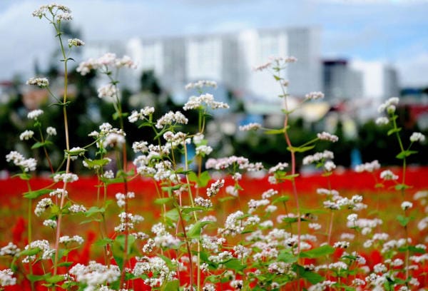 Đà Lạt đẹp bốn mùa hoa 20