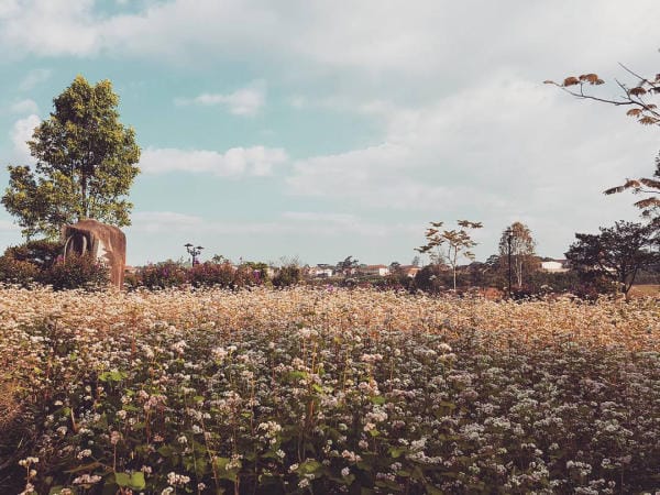 Đà Lạt đẹp bốn mùa hoa 19