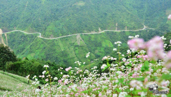 Hoa Tam giác mạch Mù Cang Chải Hoa Tam giác mạch Mù Cang Chải