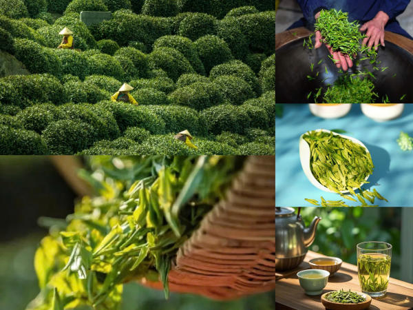 Chè Long Tỉnh - Đặc sản Tây Hồ Hàng Châu Trung Quốc Chè Long Tỉnh - Đặc sản Tây Hồ Hàng Châu Trung Quốc