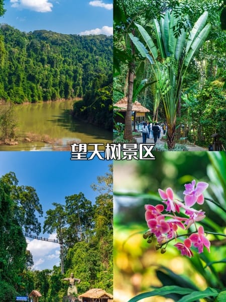 Vương Thiên Thụ Tây Song Bản Nạp