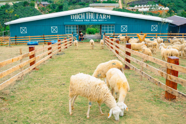 Thích Thú Farm Đà Lạt Thích Thú Farm Đà Lạt