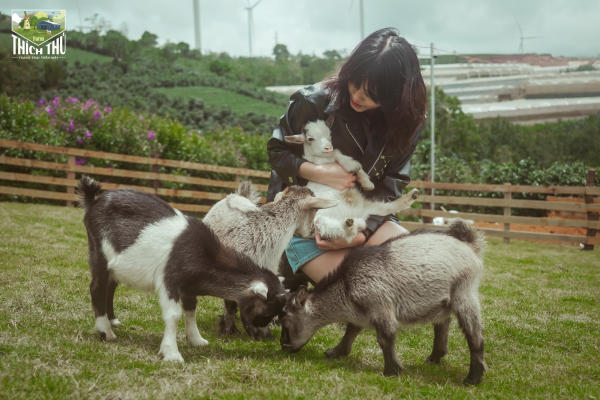 Thích Thú Farm Đà Lạt 01 Thích Thú Farm Đà Lạt 01