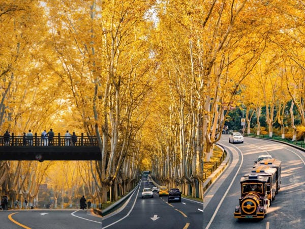 Mùa thu ở Đại Lộ Ngô Đồng Nam Kinh