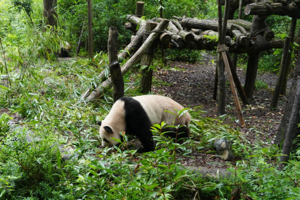 Thung lũng gấu trúc Đô Giang Yển 2