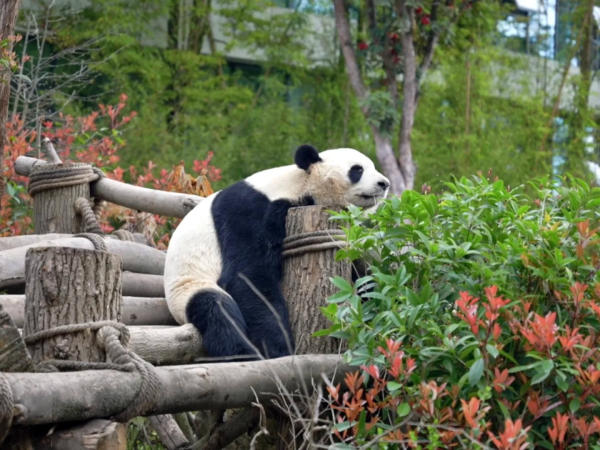 Thung lũng&nbsp;gấu trúc Đô Giang Yển 1
