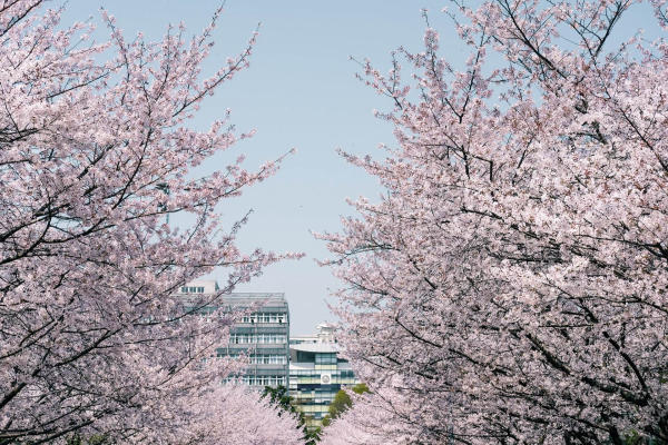 Thượng Hải mùa xuân