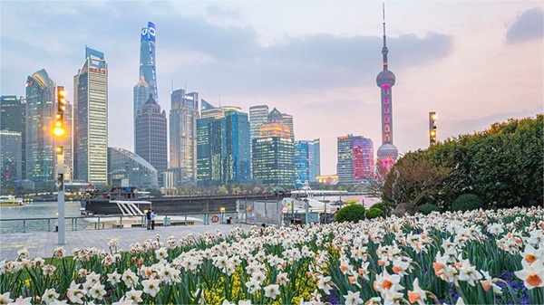Gợi ý lịch trình ngắm hoa Thượng Hải mùa xuân