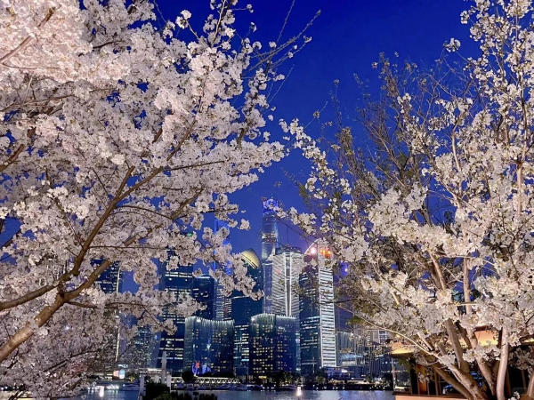 du lịch Thượng Hải mùa xuân