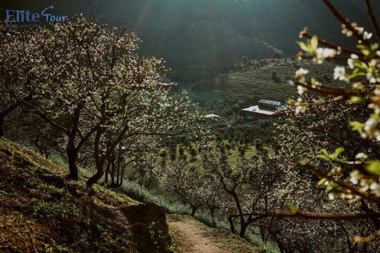 tour Mộc Châu 2 ngày 1 đêm