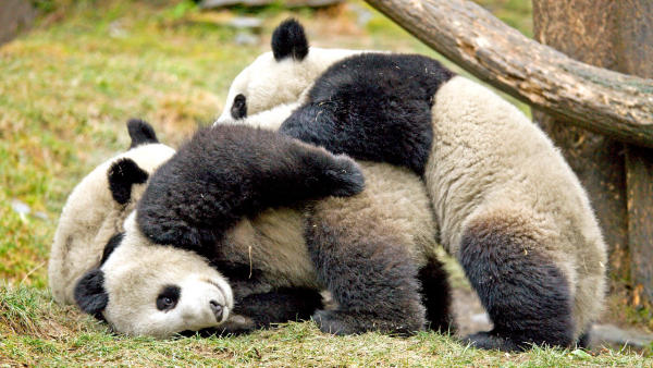 Trùng Khánh Cửu Trại Câu