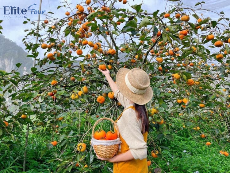 tour hà nội Mộc Châu