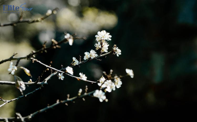 tour du lịch Mộc Châu