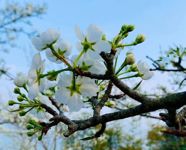 Du lịch Na Hang mùa hoa lê Du lịch Na Hang mùa hoa lê