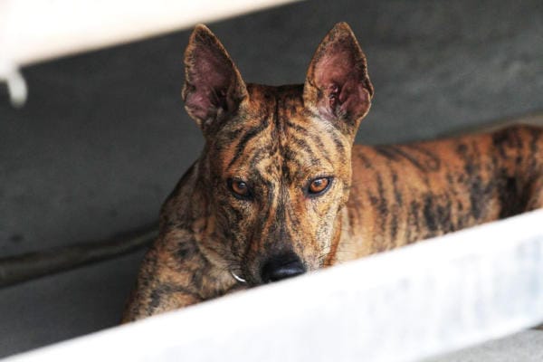 Kinh nghiệm du lịch đảo ngọc Phú Quốc 15