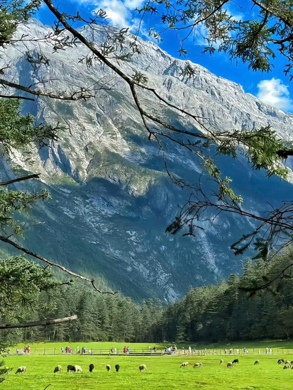 đồng cỏ thảo nguyên Vân Tam BÌnh