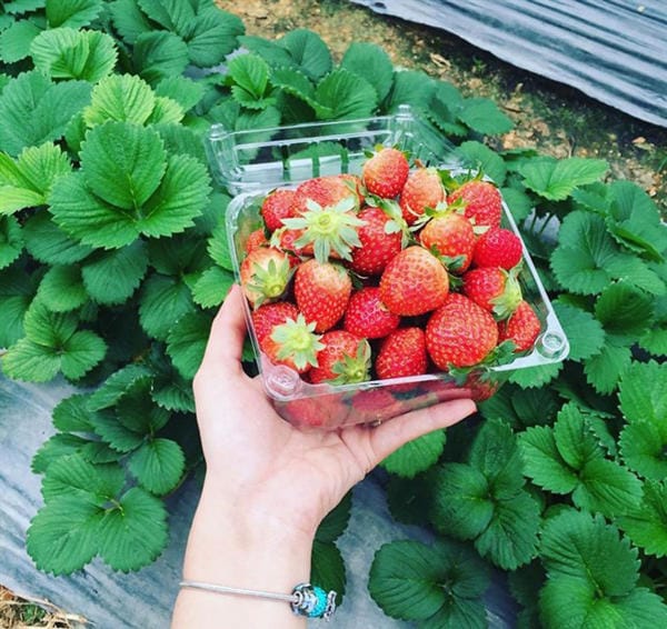 Top 8 điểm check in không thể bỏ lỡ ở thành phố hoa Đà Lạt 15