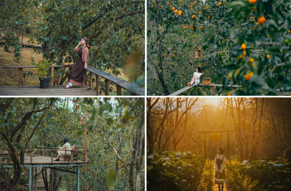 Tiệm Cafe Vườn Hồng Nhà Tom