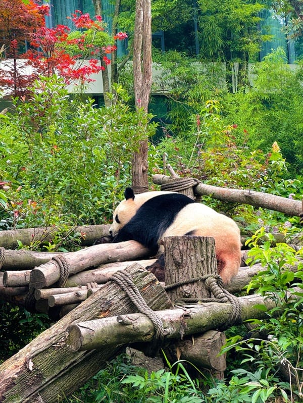 Ngắm gấu trúc ở Thành Đô nên đi đâu?