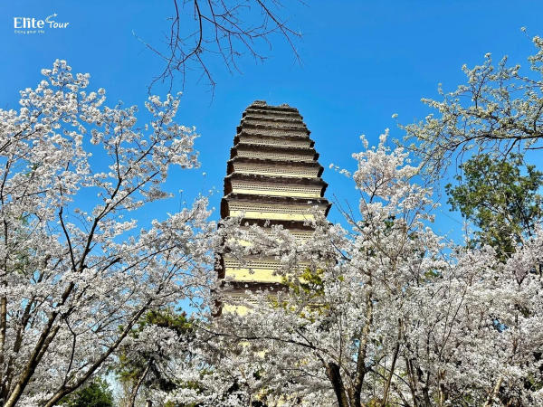 Mùa xuân tháp Tiểu Nhạn Tây An