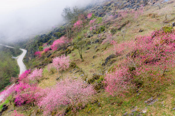 Hà Giang mùa hoa đào Hà Giang mùa hoa đào
