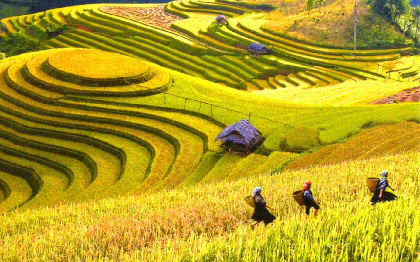 Tour Ngắm Lúa: Sài Gòn - Hà Nội - Mù Cang Chải - Sapa 5 ngày 4 đêm